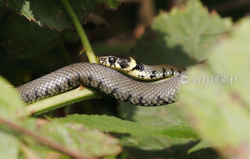 草蛇(Natrix Natrix)幼小动物